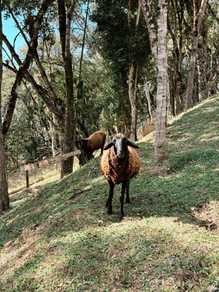 Photo of Others in Campo Alegre