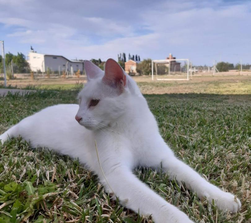 Photo of Others in Trelew