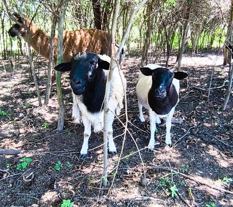 Photo of Others in La Banda