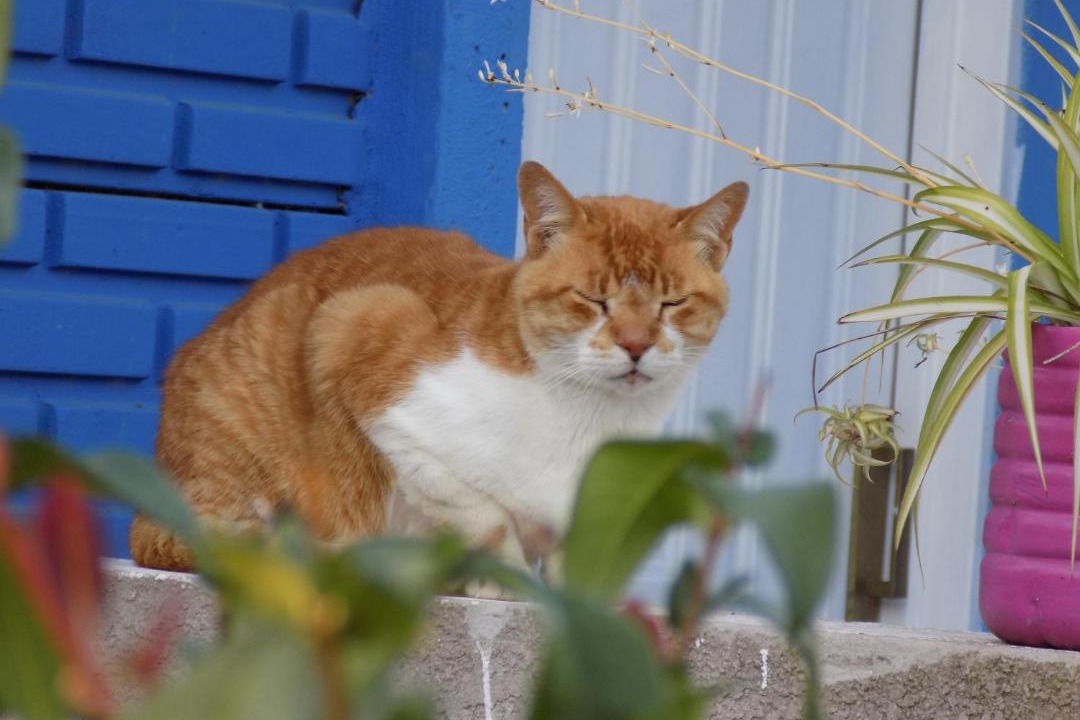 Photo of Others in Las Flores