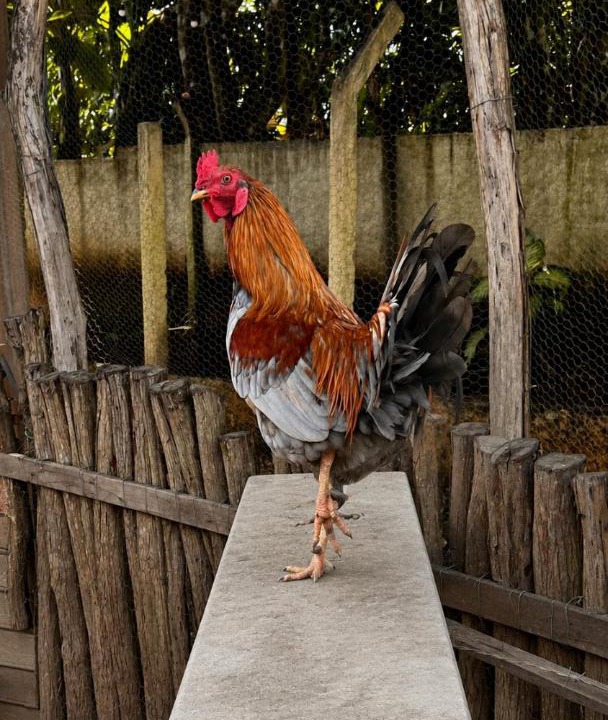 Photo of Others in Vicosa do Ceara