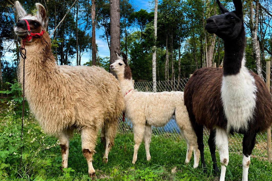 Photo of Others in Curitiba