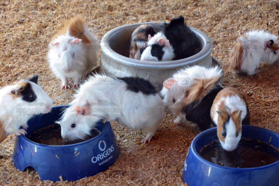 Photo of Others in Saire