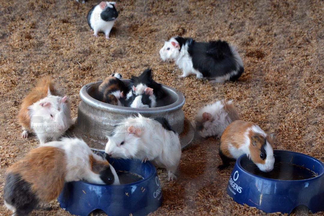 Photo of Others in Saire
