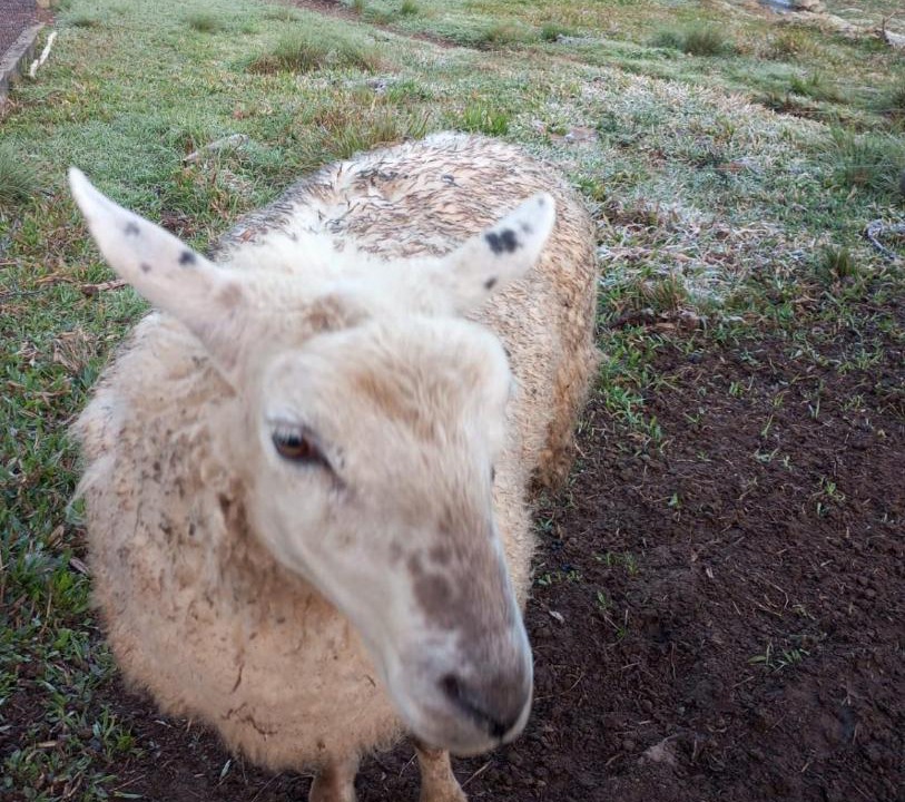 Photo of Others in Campo Alegre