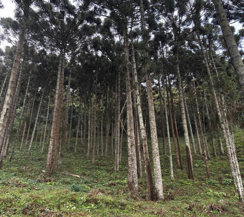 Photo of Others in Cambui