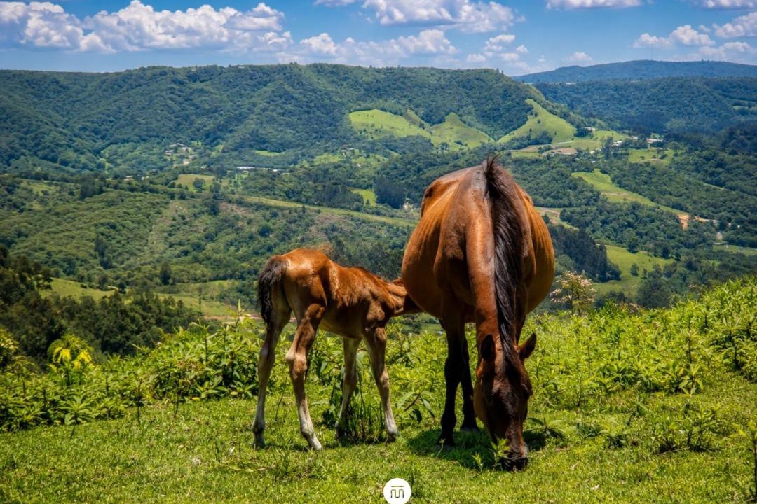 Photo of Others in Rancho Queimado