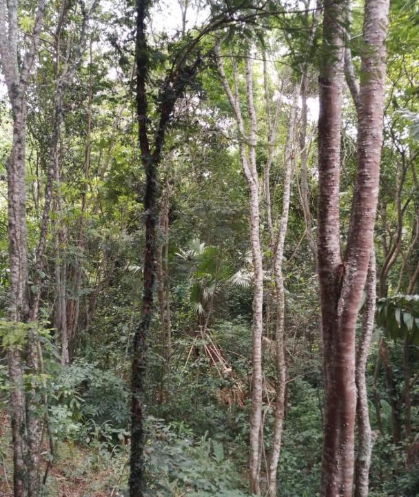 Photo of Others in Guaratiba