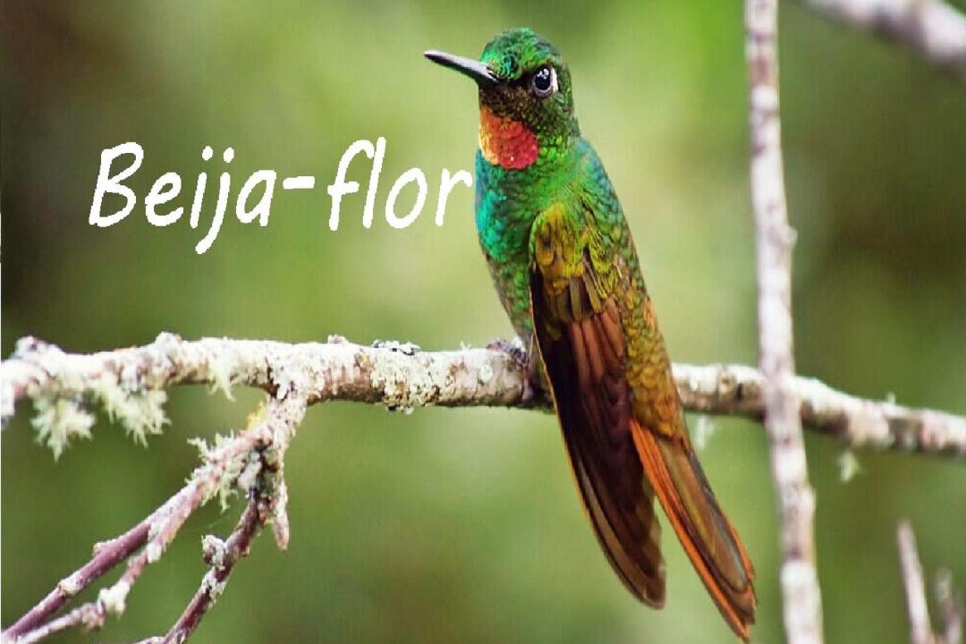 Photo of Others in Rancho Queimado