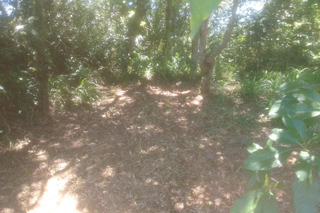 Photo of Others in Alto Arroio
