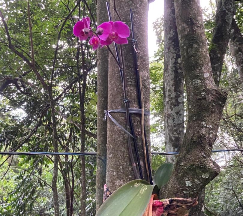 Photo of Outdoor in Ampere