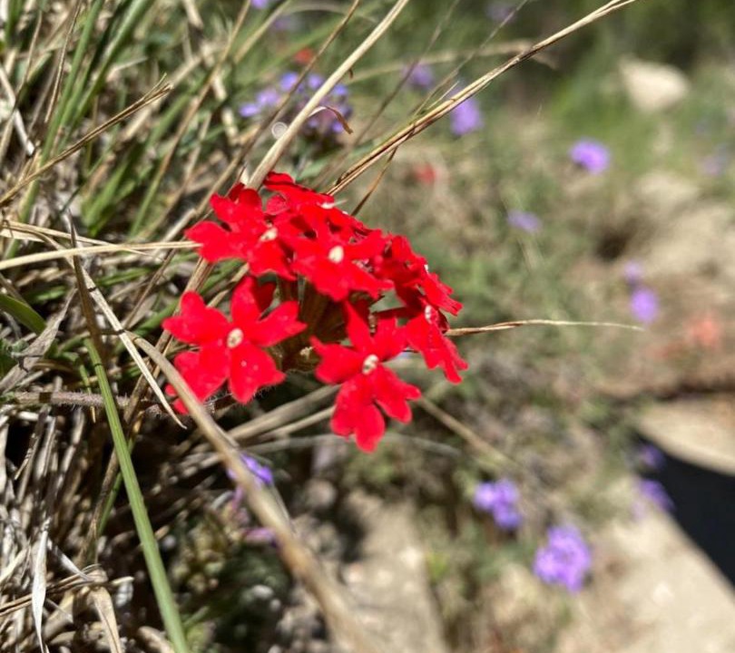 Photo of Others in San Javier