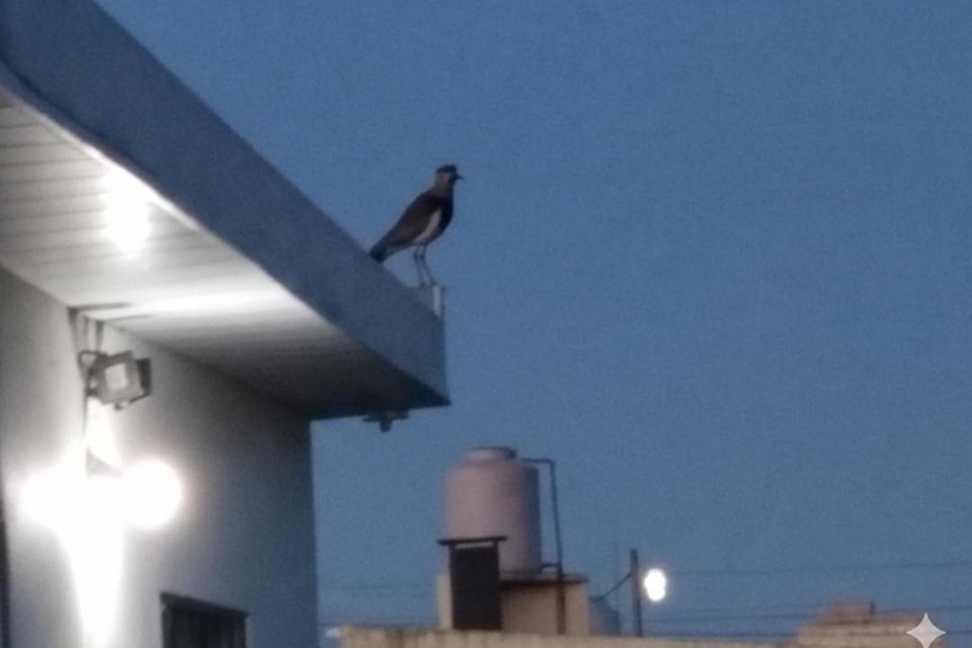 Photo of Others in Miramar