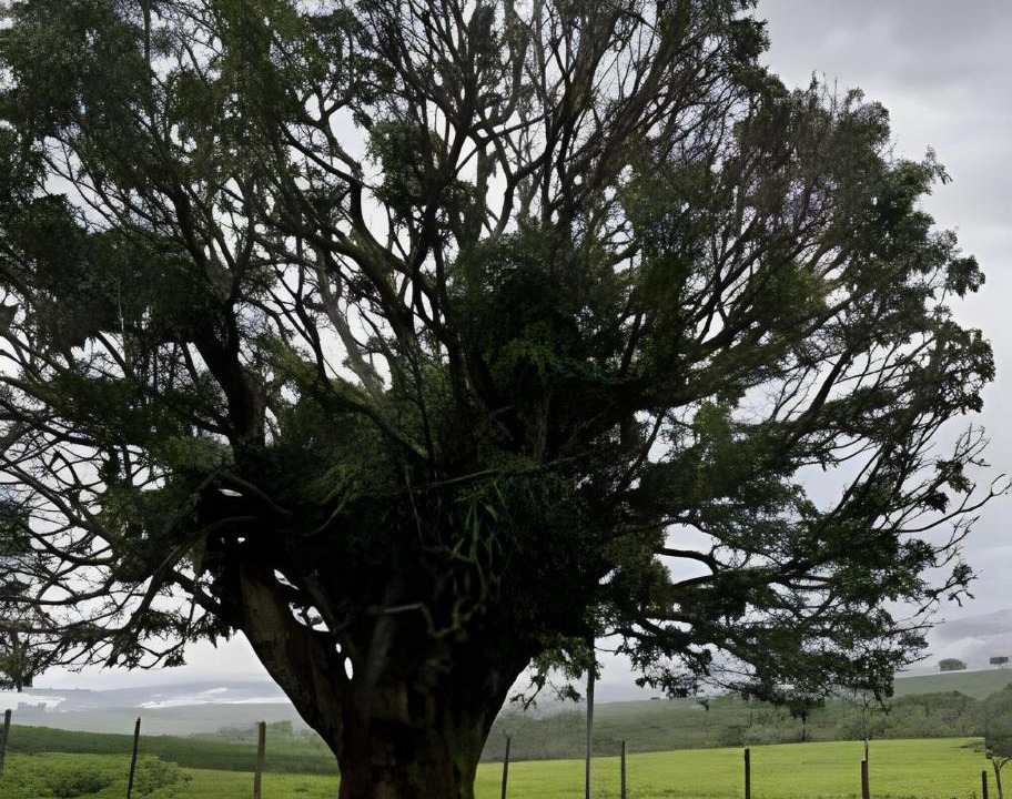 Photo of Others in Sao Joao Batista do Gloria