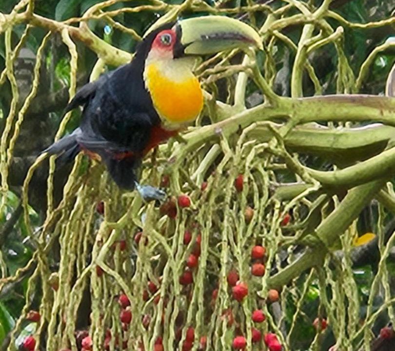 Photo of Others in Santo Amaro da Imperatriz
