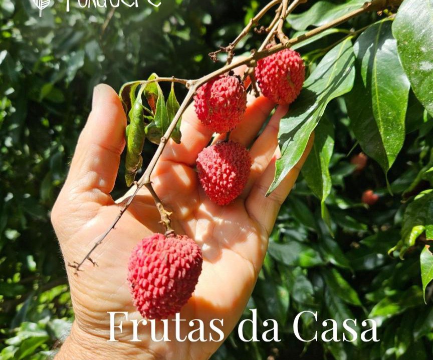 Photo of Others in Santo Amaro da Imperatriz