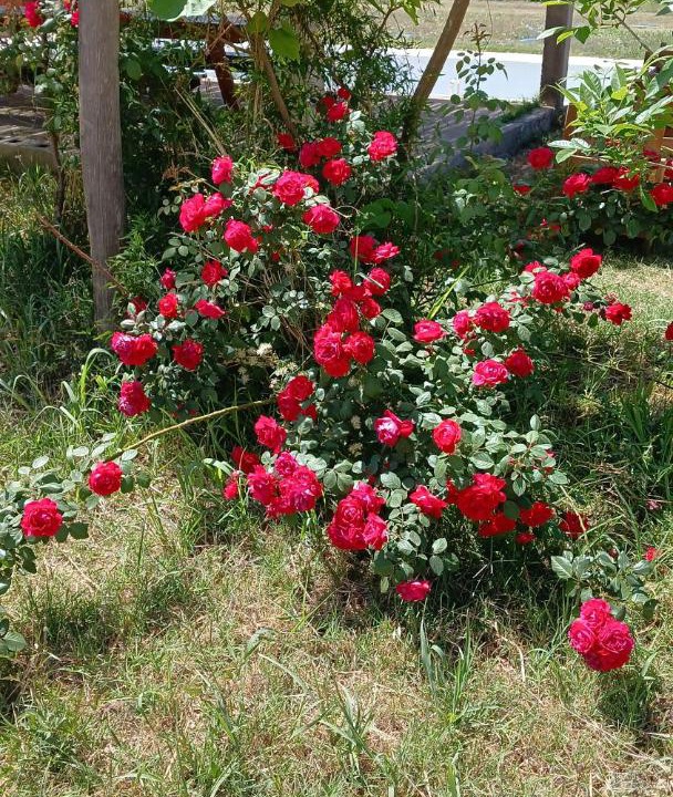 Photo of Outdoor in Chilecito