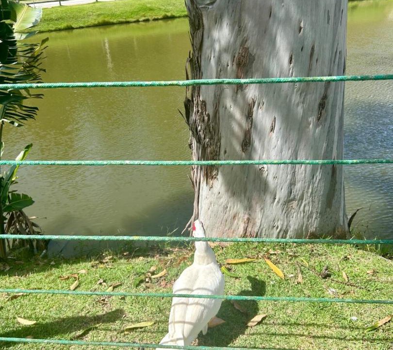 Photo of Others in Itaipava