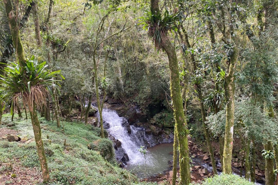 Photo of Others in Pinheiro Preto