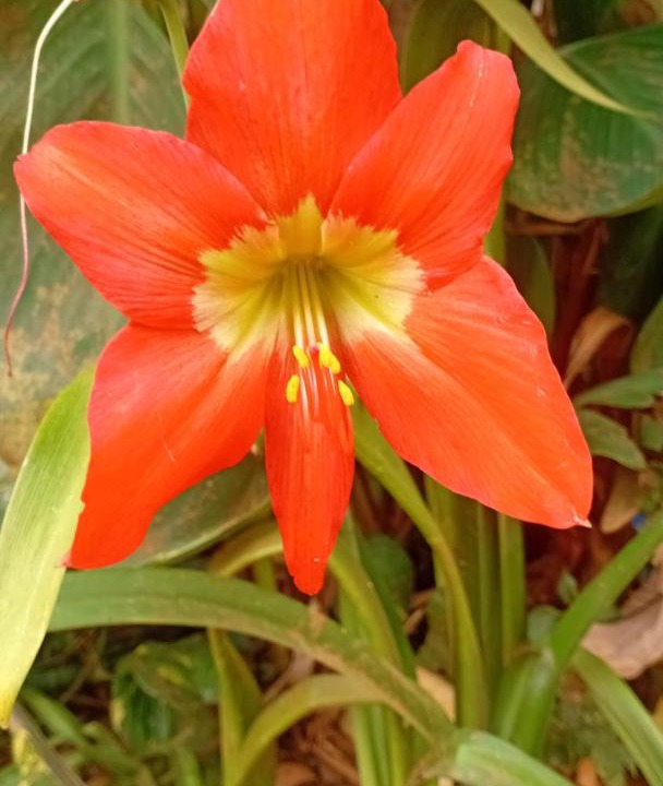 Photo of Outdoor in Floresta Velha
