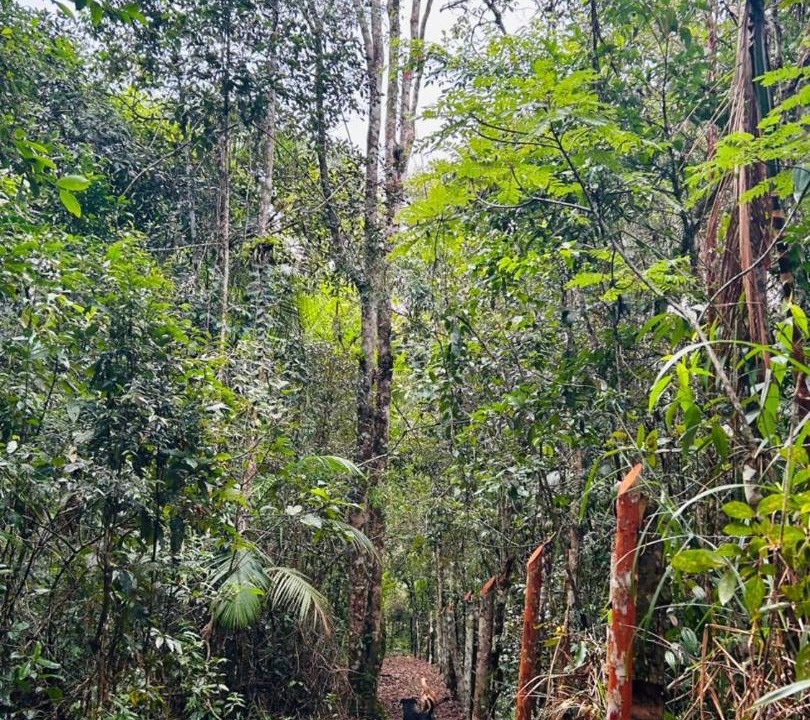 Photo of Others in Santa Rita do Ribeira