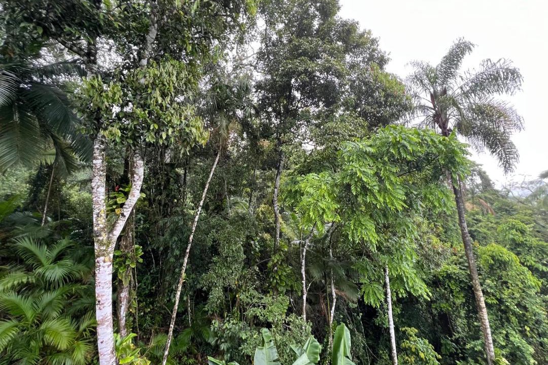 Photo of Others in Massaranduba