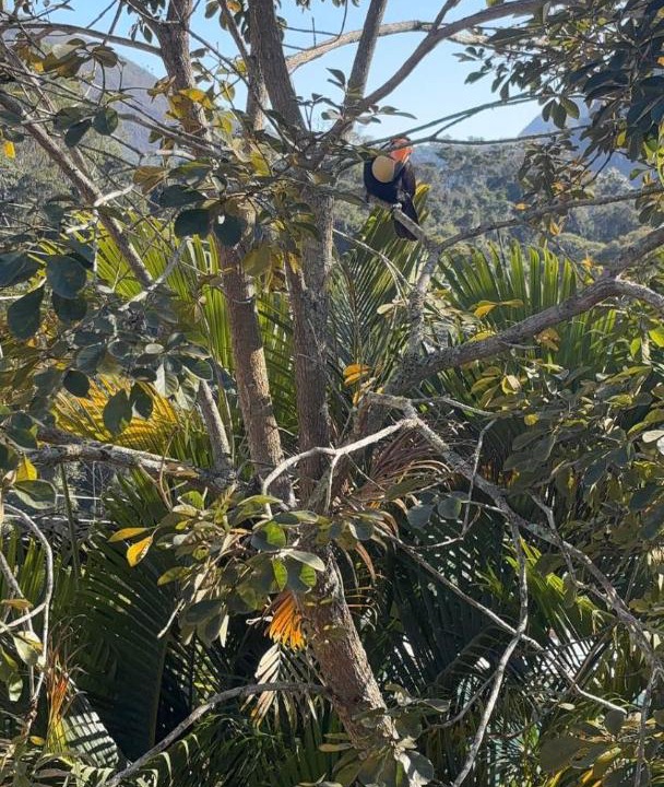 Photo of Others in Teresopolis