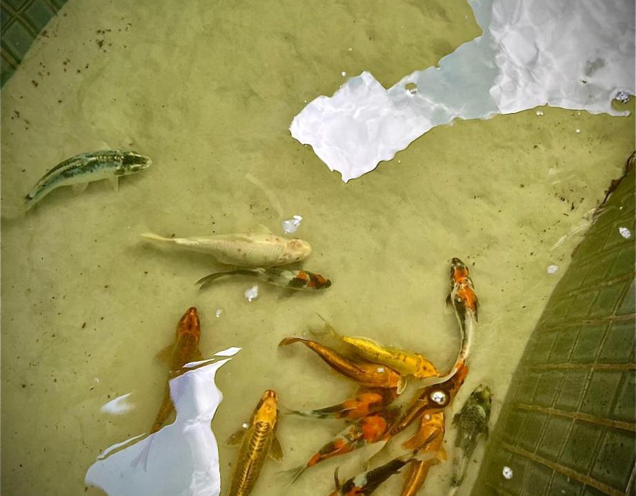 Photo of Others in Tibau