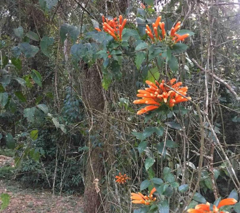 Photo of Others in Bom Jesus dos Perdoes