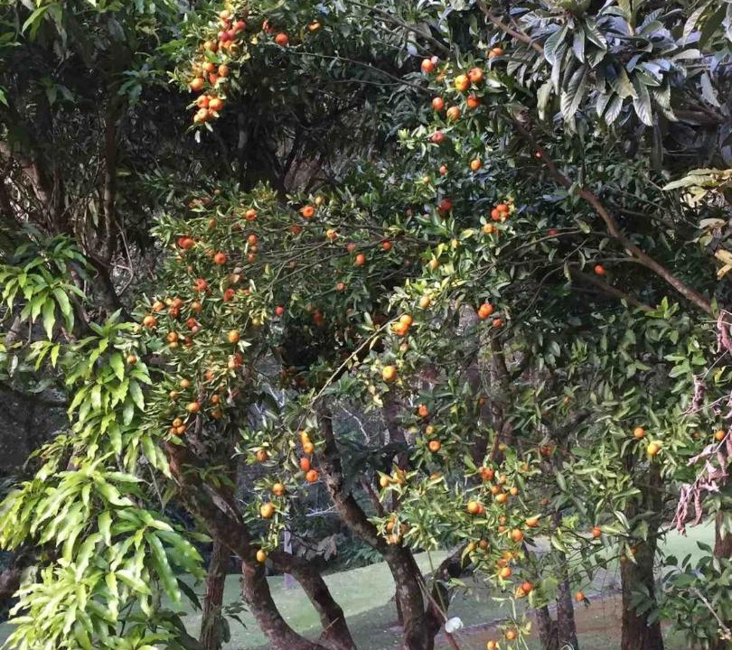 Photo of Others in Bom Jesus dos Perdoes