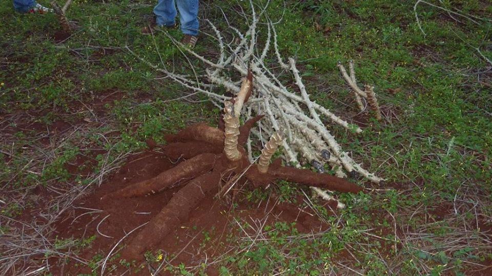 Photo of Others in Puerto Rico