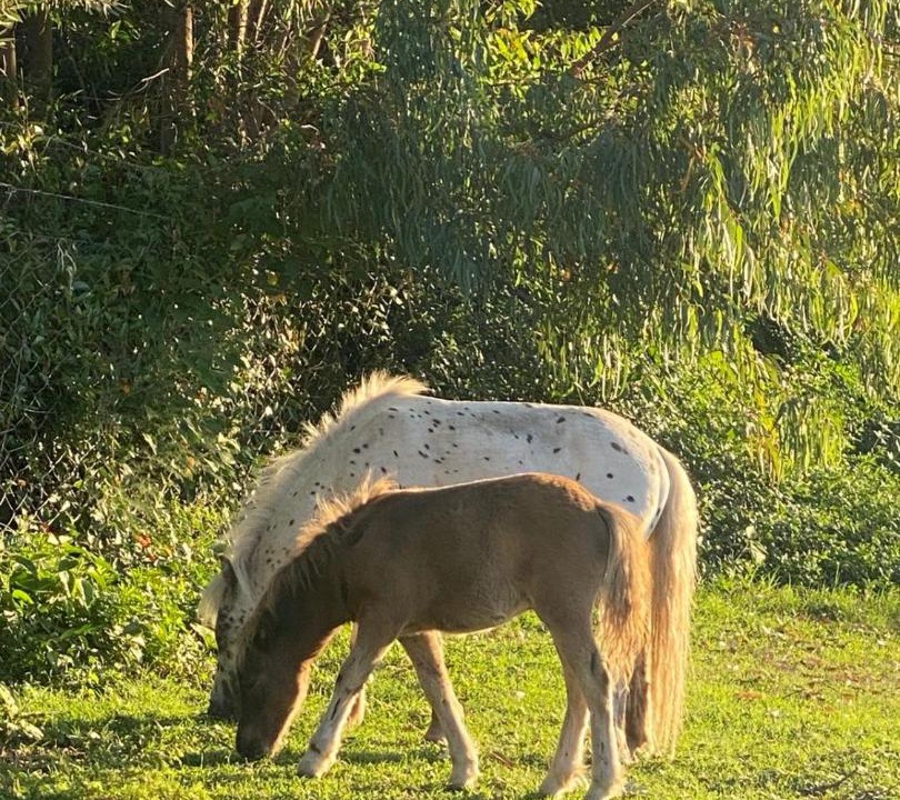 Photo of Others in Villa Giardino