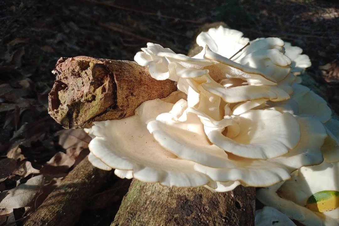Photo of Others in Puerto Iguazu