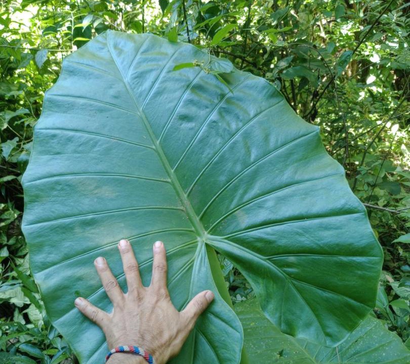 Photo of Others in Puerto Iguazu