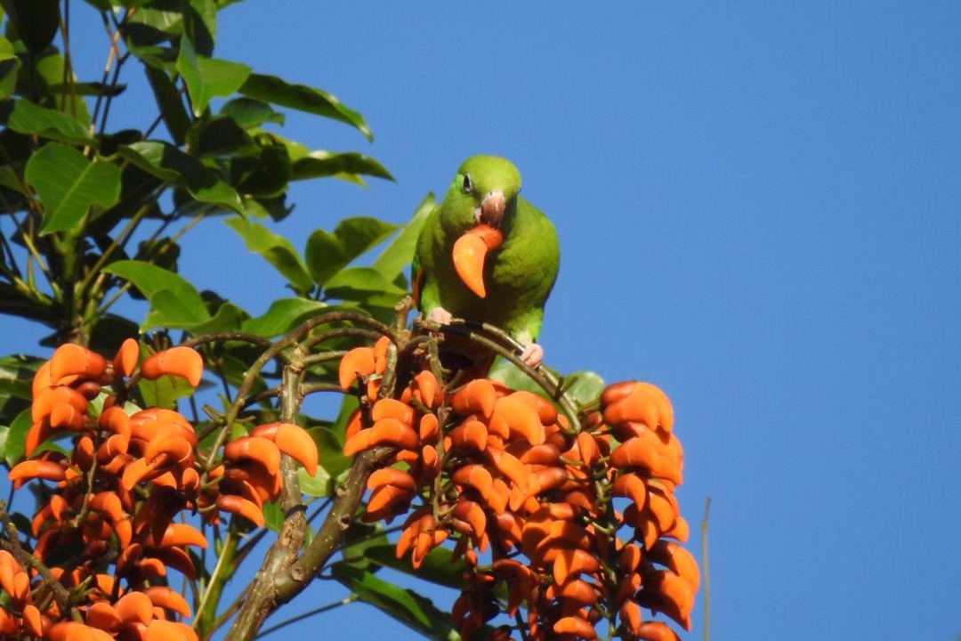 Photo of Others in Puerto Iguazu