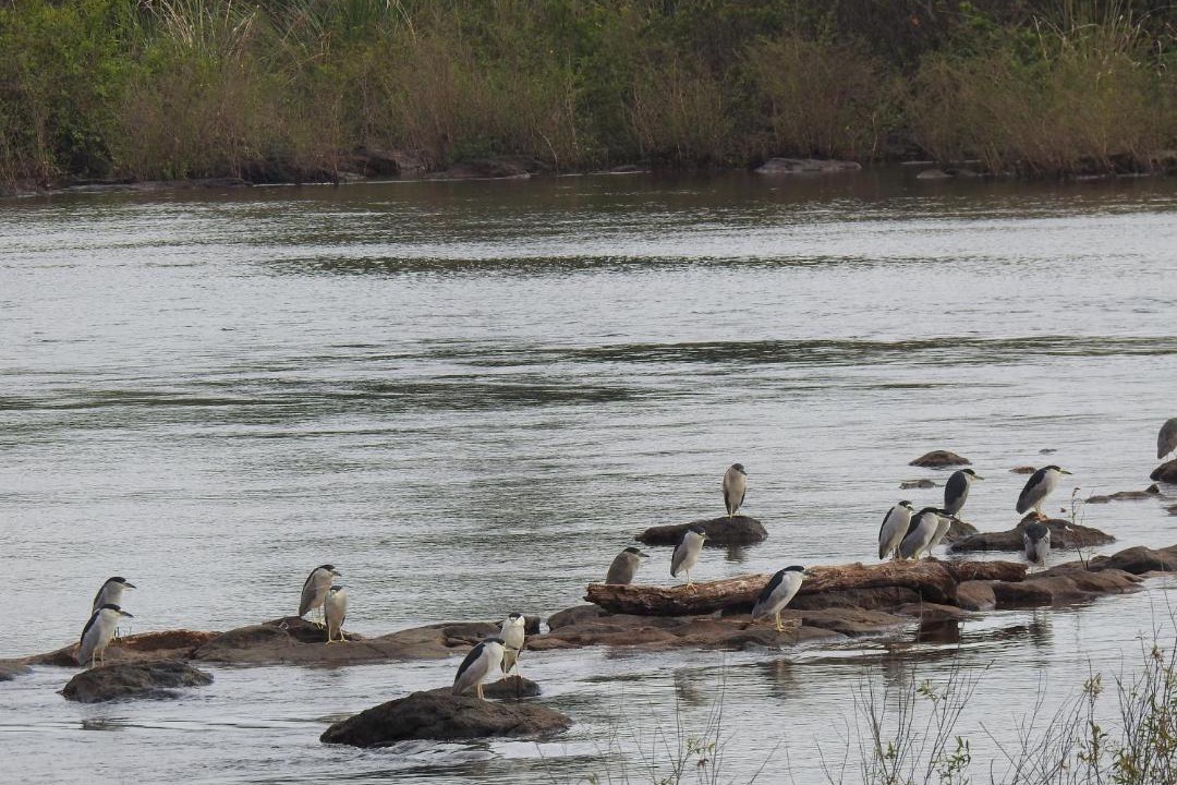 Photo of Others in Puerto Iguazu