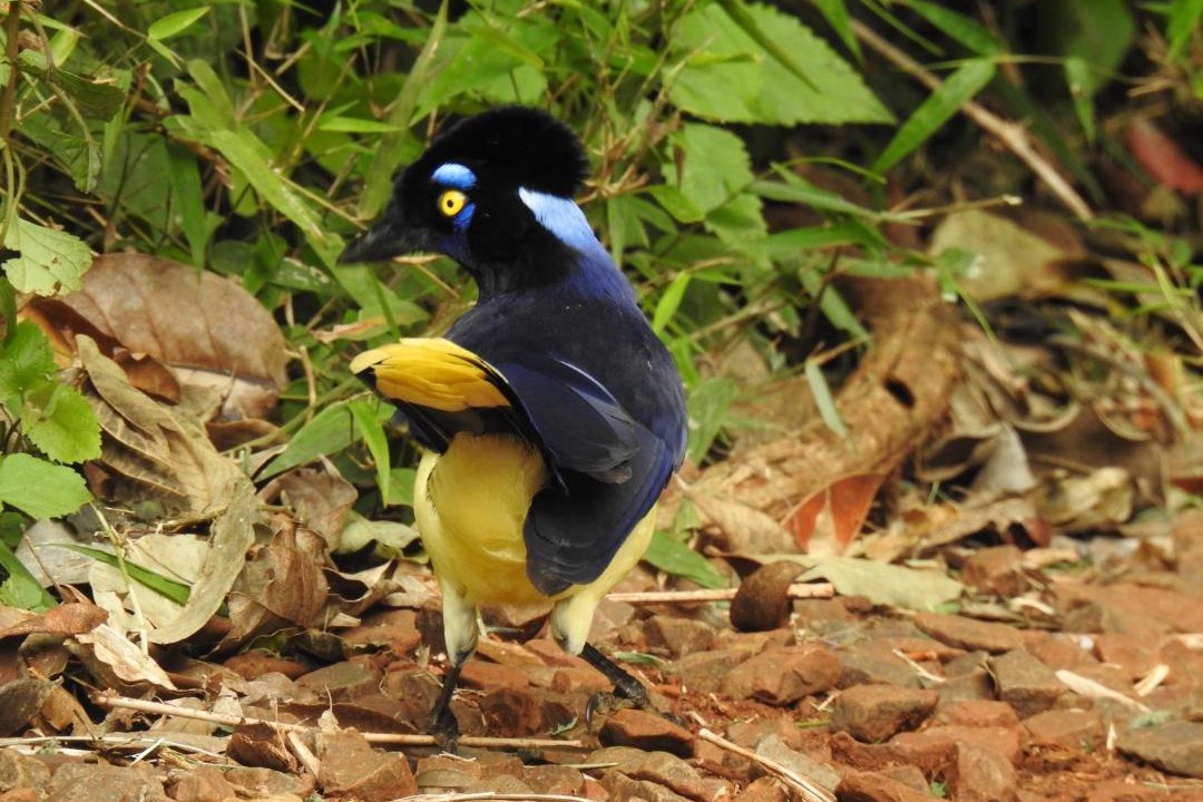 Photo of Others in Puerto Iguazu