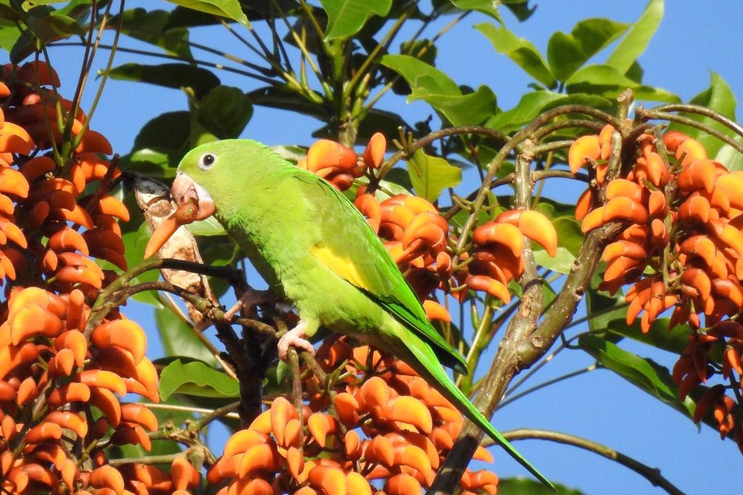 Photo of Others in Puerto Iguazu