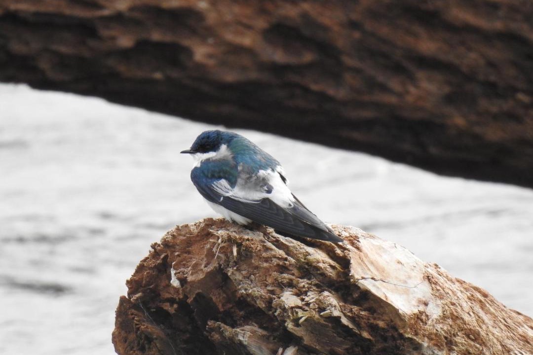 Photo of Others in Puerto Iguazu