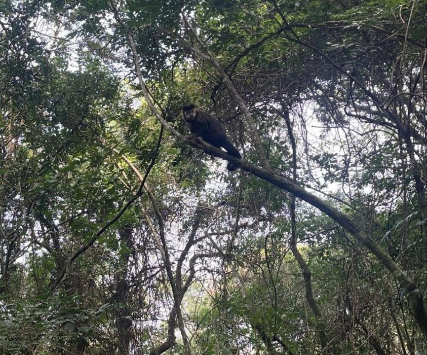 Photo of Others in Florianopolis