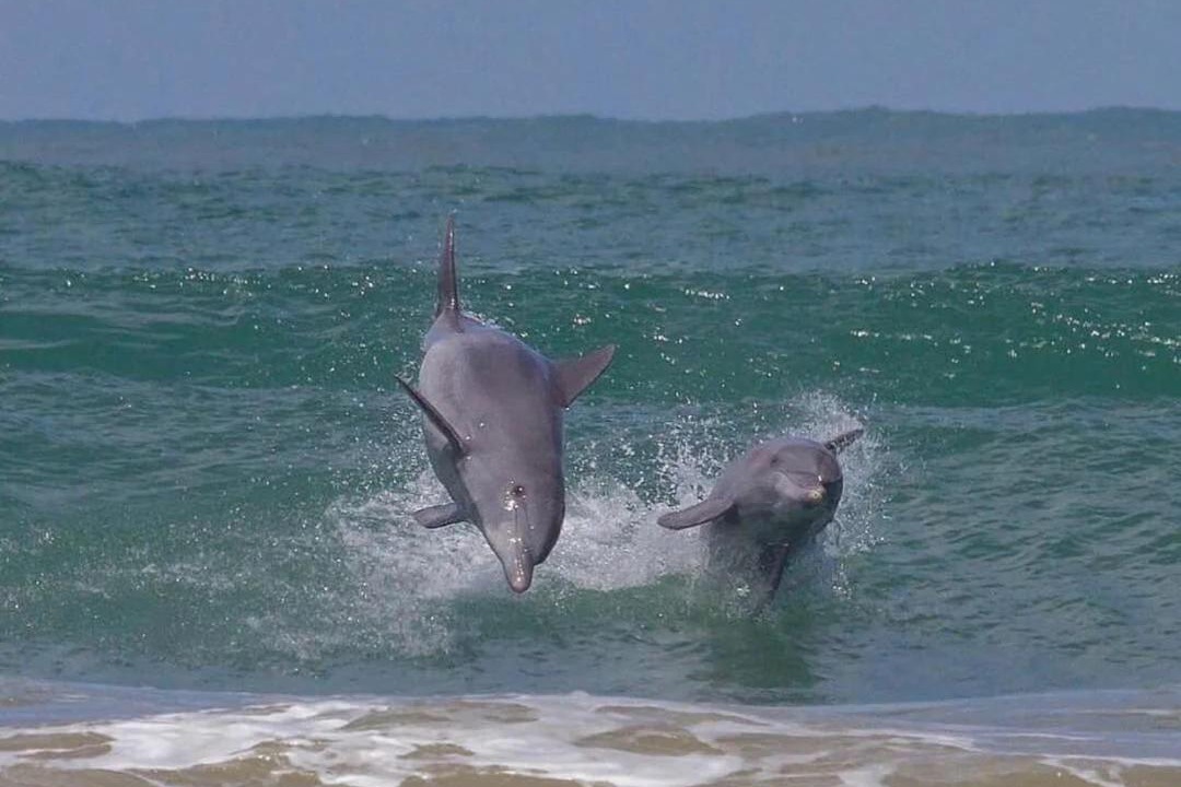 Photo of Others in Laguna