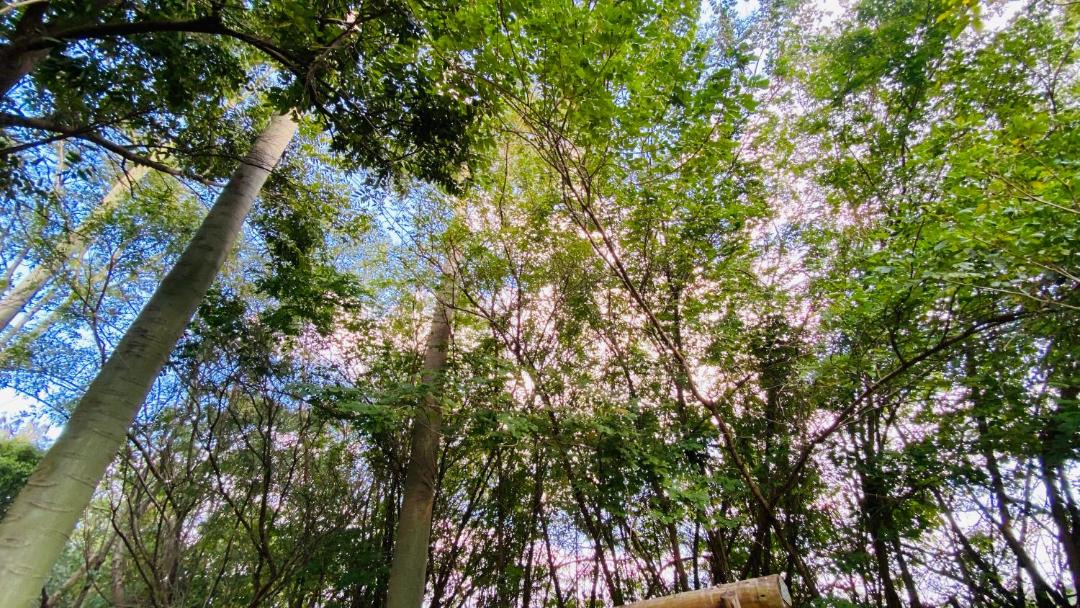 Photo of Others in Jardim Flamboyant