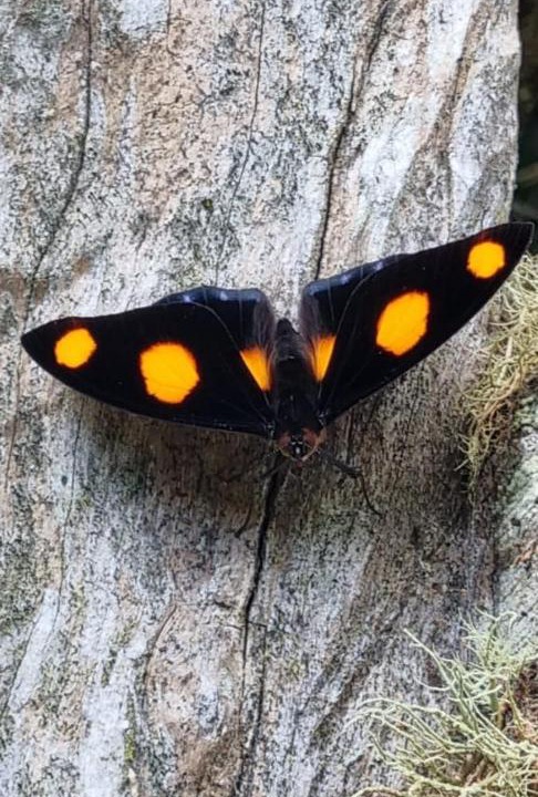 Photo of Others in Campo Largo
