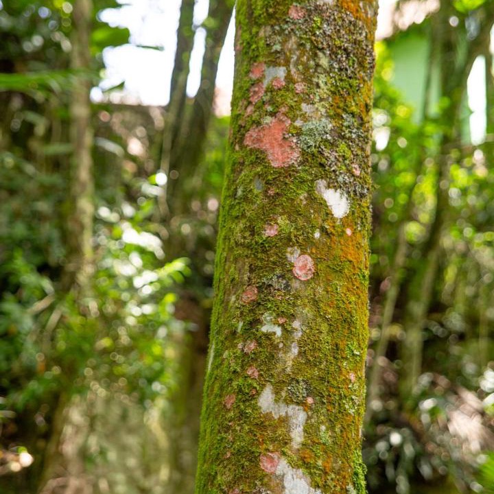 Photo of Others in Tres Coroas