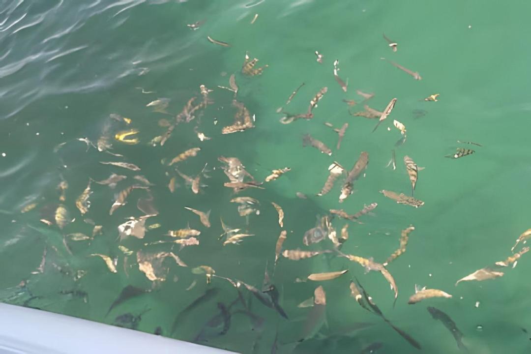 Photo of Others in Angra dos Reis