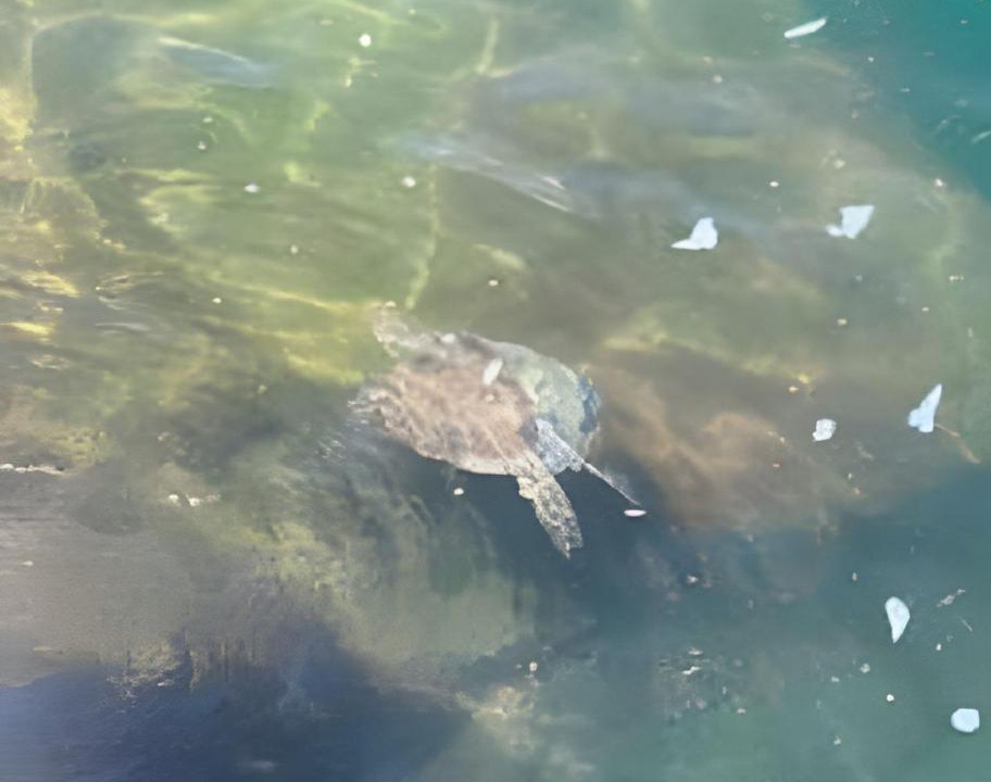 Photo of Others in Angra dos Reis