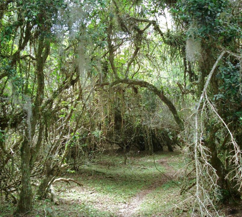 Photo of Others in Tavares
