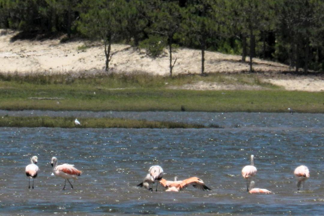 Photo of Others in Tavares