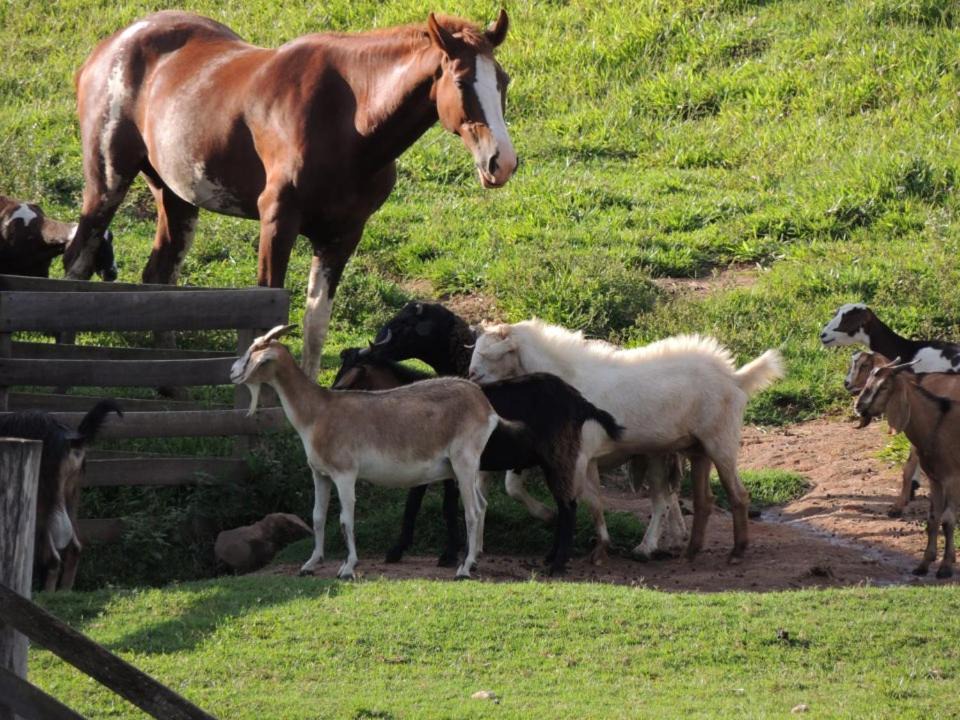Photo of Others in Sao Jose do Rio Pardo