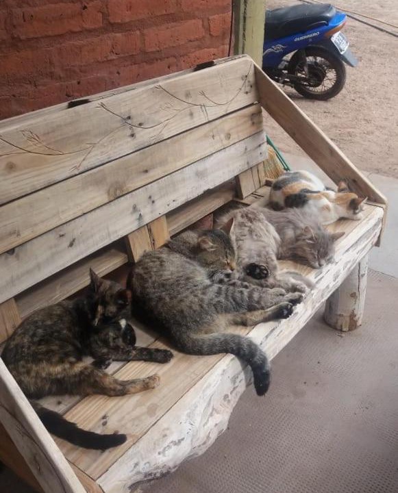 Photo of Others in San Agustin de Valle Fertil